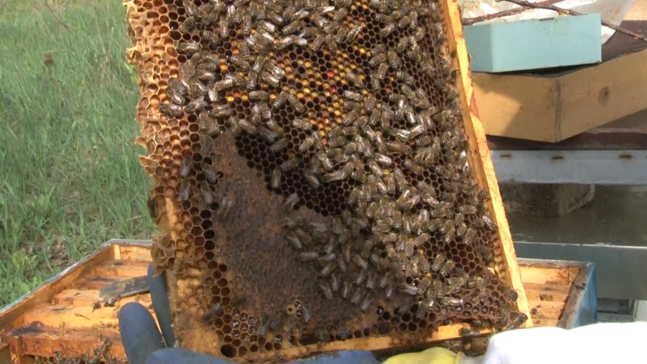 Пчеле се спремају за прву овогодишњу пашу