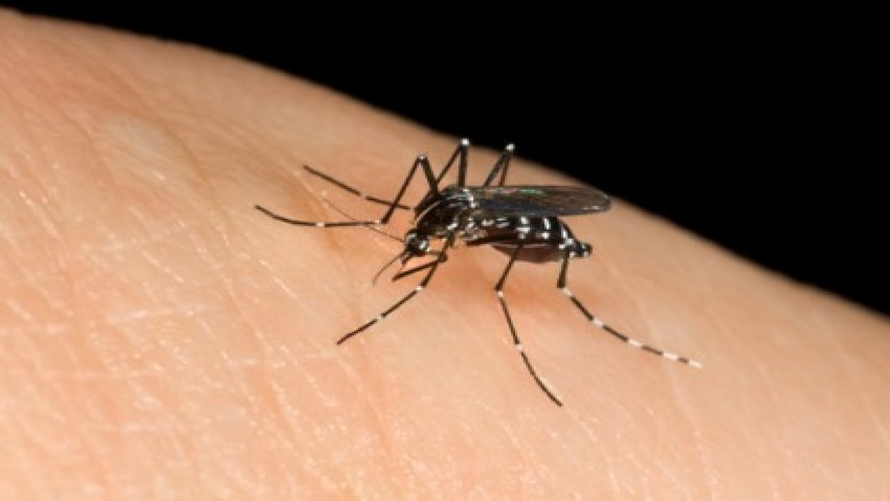 Сузбијање одраслих комараца из ваздуха и са земље од 19. до 31. августа
