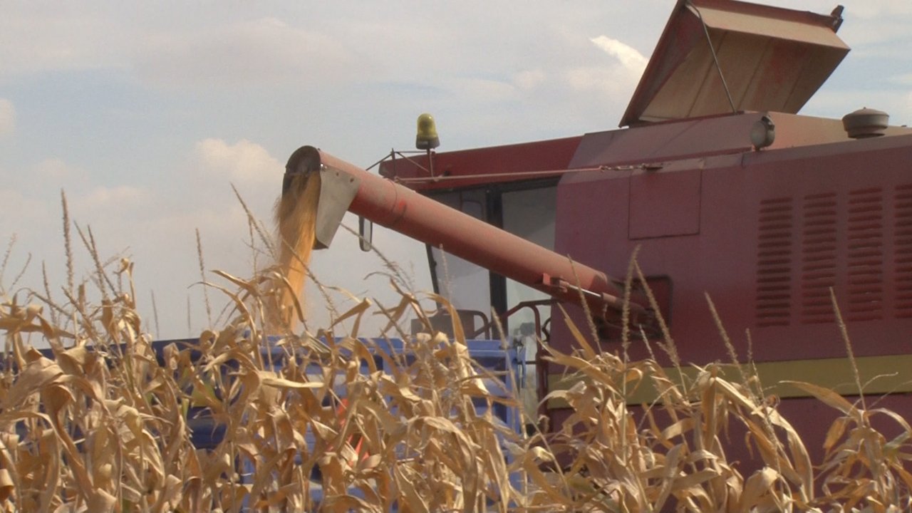 Беру се кукурузи – принос лошији од очекиваног