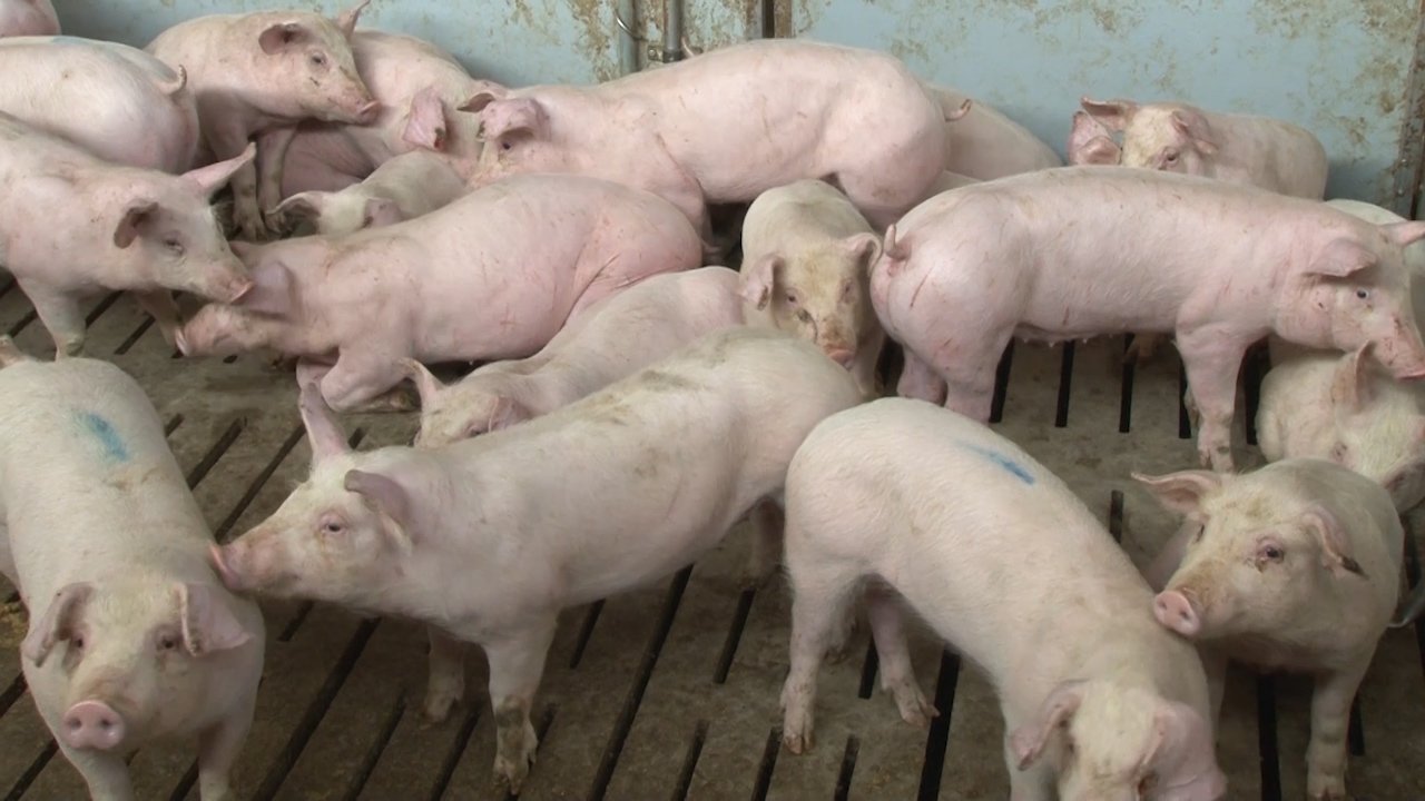 Афричке куге свиња код нас нема – биосигурносне мере подићи на највиши ниво