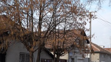 Сезона цветања дрвенастог биља 