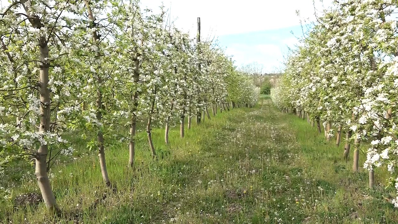 Киша преко потребна и у воћњацима