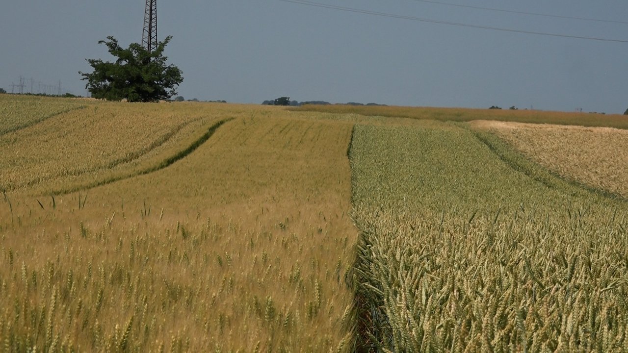 Отворене пријаве за мамце за сузбијање глодара на њивама