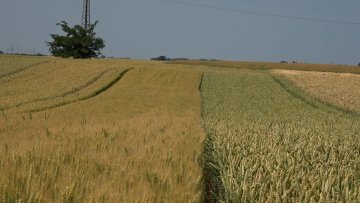 Отворене пријаве за мамце за сузбијање глодара на њивама