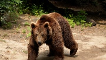 Услови за животиње у Зоо-врту прилагођени температурама 
