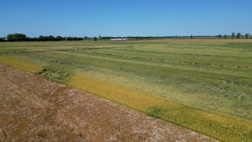Почиње припремање земљишта за сетву уљане репице