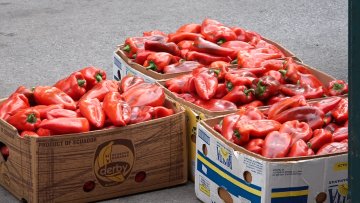 Почела продаја црвене паприке за зимницу