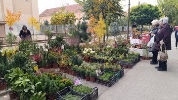 Одржана 15. Цветна пијаца у Новом Бечеју