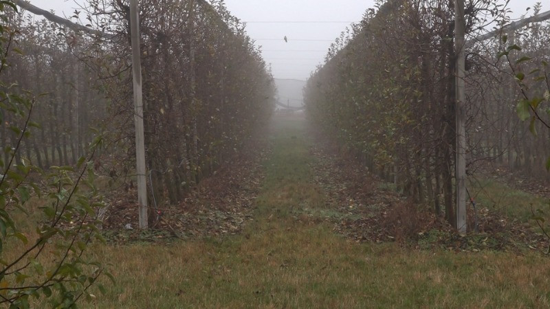 Бакарни третман у засадима јабука