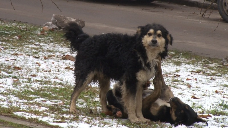 Власнички пси на улици – казна је 15.000 динара