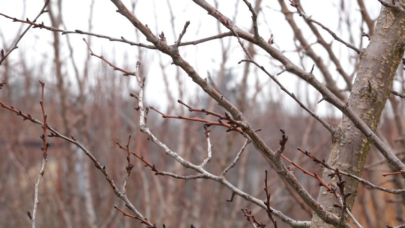 Ниске температуре и снег нису направили штету у воћњацима