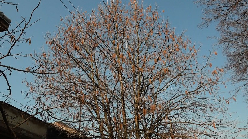 Расте концентрација полена у ваздуху – почиње сезона алергија