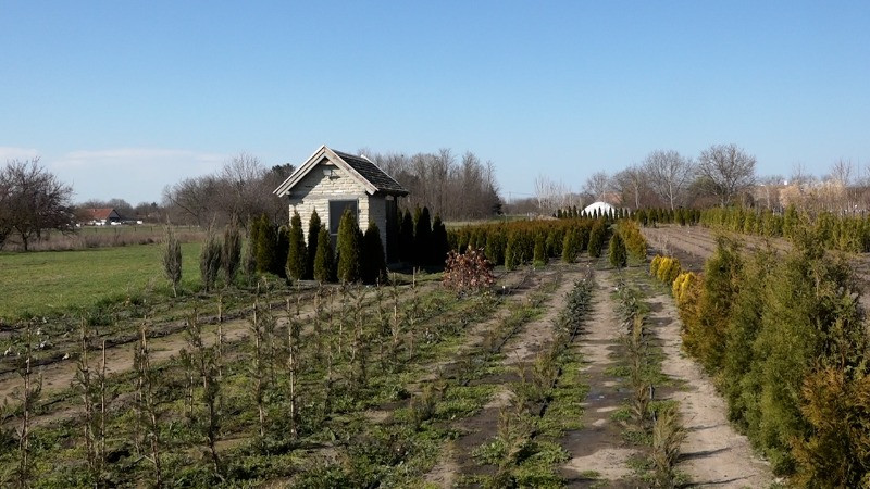 Да ли постоје „трендови” када су саднице у питању?