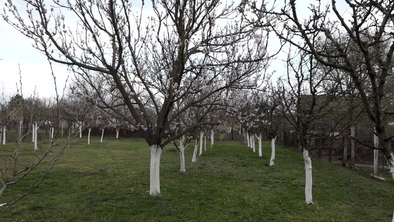 Почињу пролећни радови на њивама и у воћњацима
