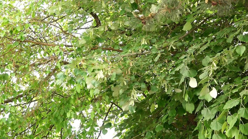 Влажније време доноси пад концентрације полена у ваздуху