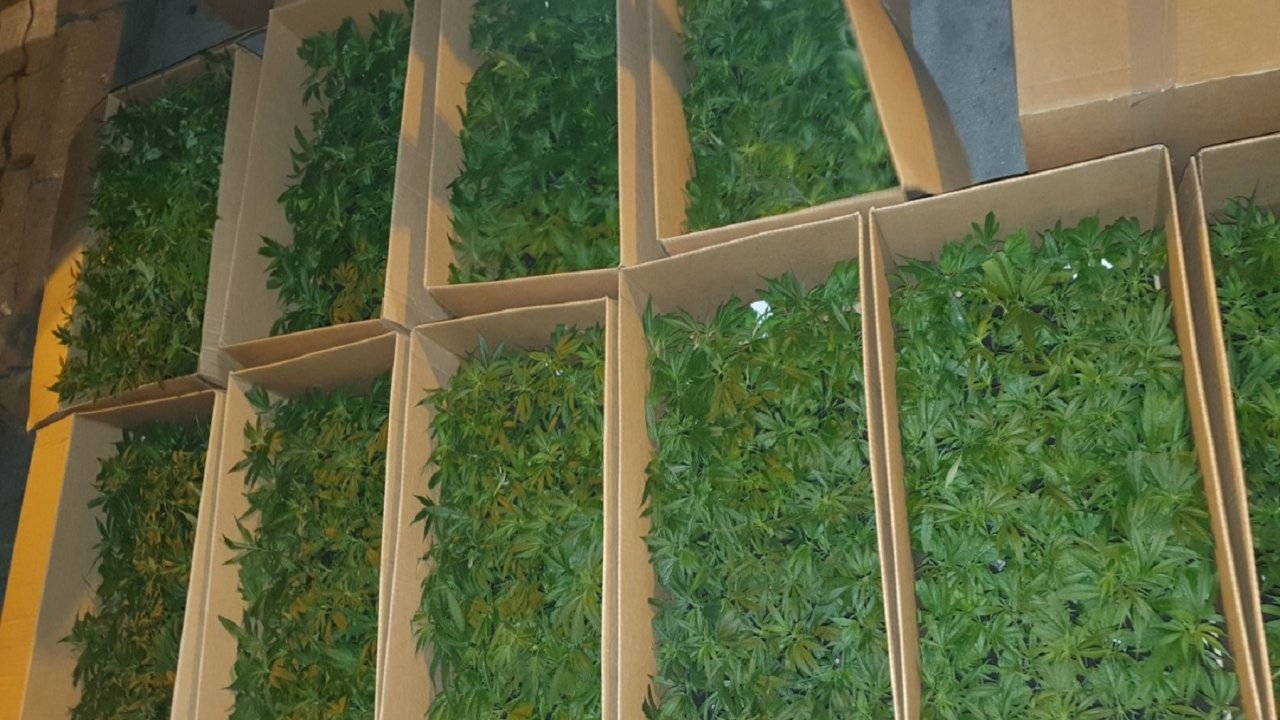 На Хоргошу откривено 10.000 стабљика марихуане