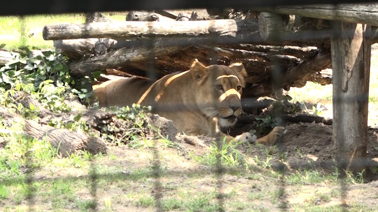 Зоолошки врт постао богатији за четири младунчета лава
