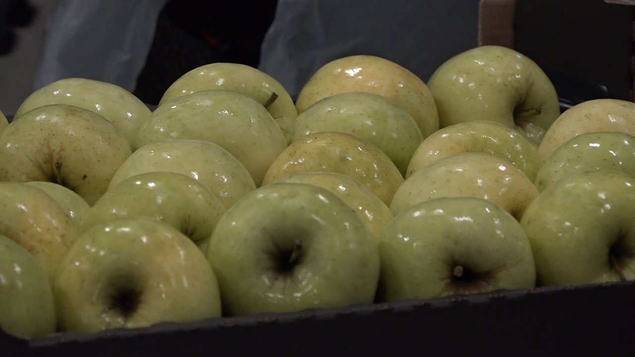 Таванкутска јабука иде за Русију, траже се и друга тржишта