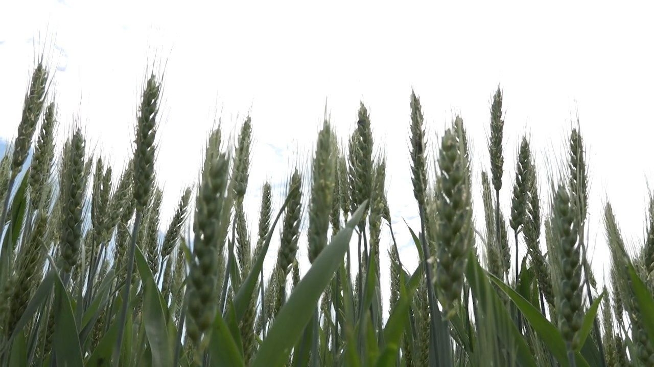 Суша прети да преполови принос пшенице