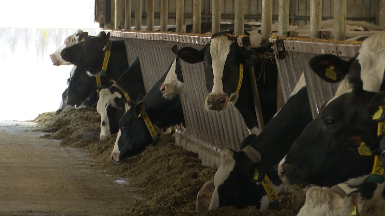Откупна цена млека неодржива, фармери у старту у минусу 10 динара по литру