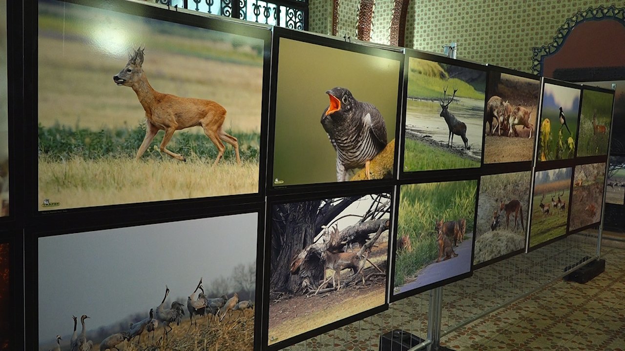 Ловац који је пушку заменио за фотоапарат