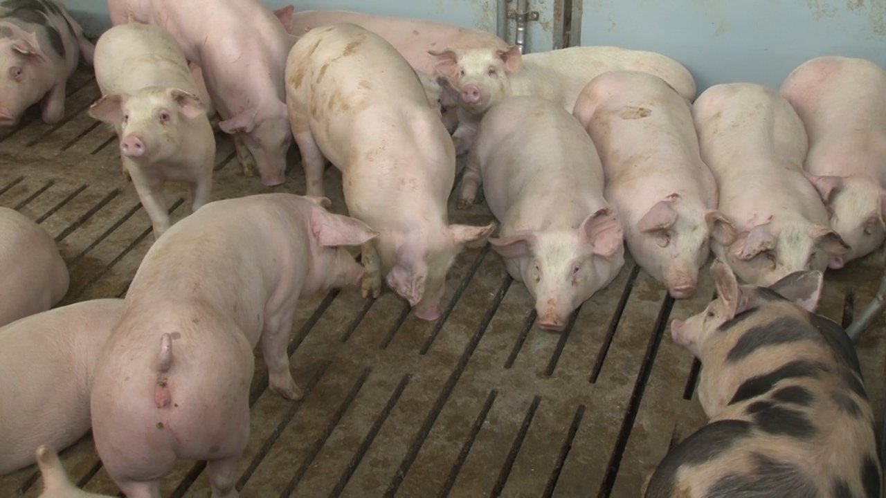 Случајеви афричке куге свиња нису забележени у Севернобачком округу