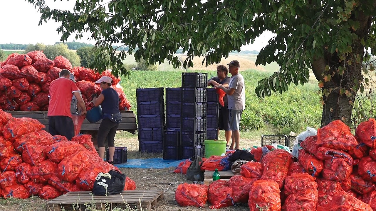 Паприка са таванкутског песка квалитетна, али је род лошији