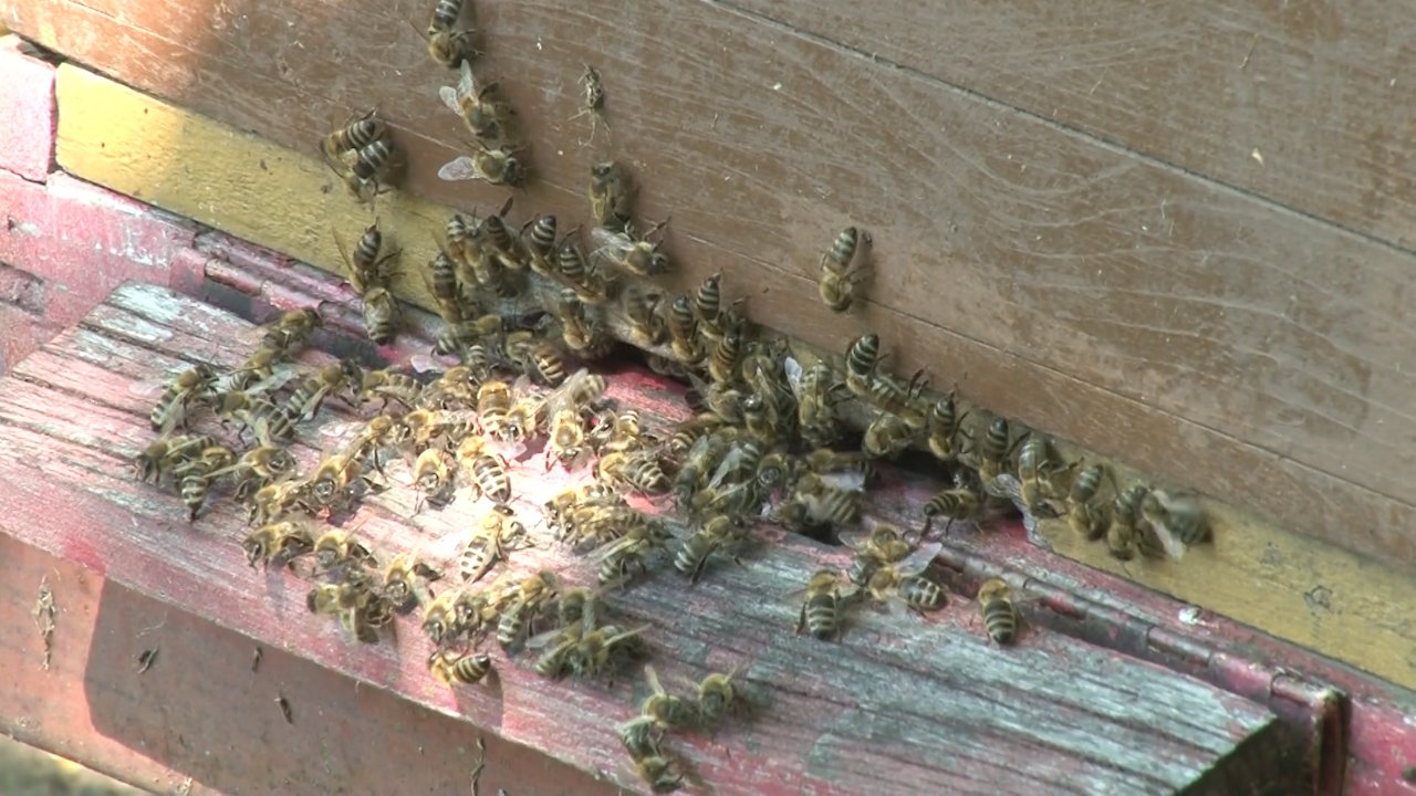 „Дани пчеларства” за викенд у Суботици  