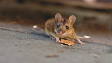 Најезда мишева – стручњаци потвдили високу бројност 
